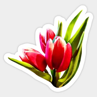 Group of Red Tulips Sticker